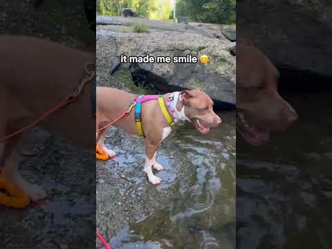 I Took My Rescue Dog Somewhere Special…🥹
