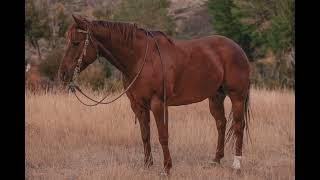 6-Year-Old Registered AQHA Gelding: Wine em Down 'Pop Tart'