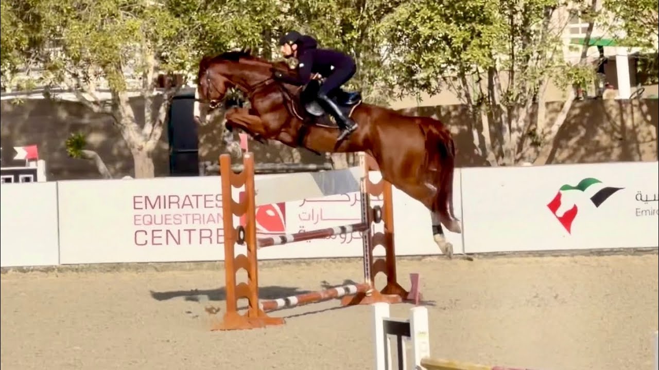 Diva DXB (Ogano Sitte x Calvaro Z) found her rhythm over the bigger fences & she’s enjoying it! 🕊️💎🪽