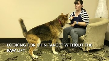 Shaping a Chin Target Dog Training Clicker Training