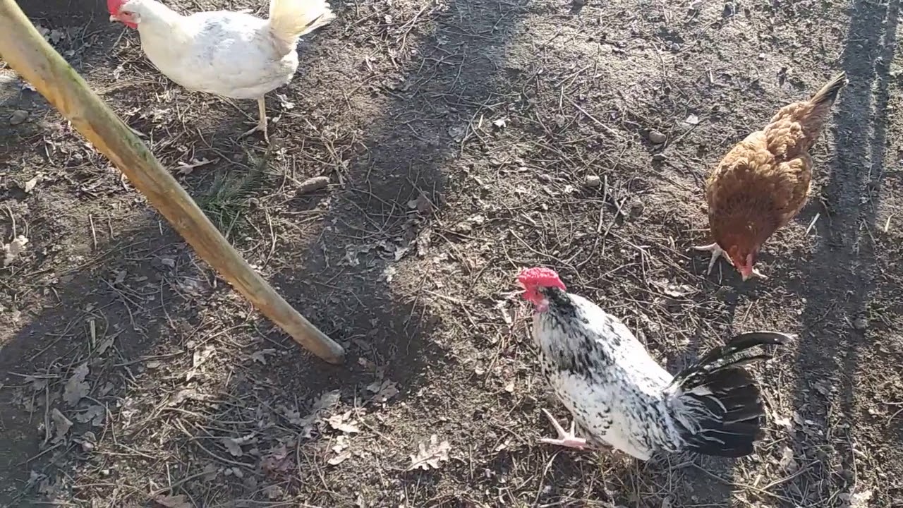 Vlog #12 Kury nioski, kaczki mandarynki, silki, I WARZYWNIK! COTYGODNIOWY FILM! Pierwsze siewy!