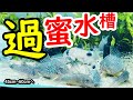 【Corydoras】超過密！水槽サイズをグレードアップ！【Aquarium】