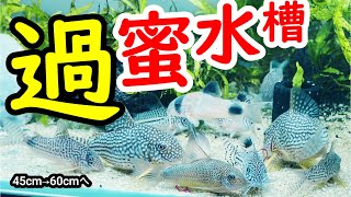 【Corydoras】超過密！水槽サイズをグレードアップ！【Aquarium】