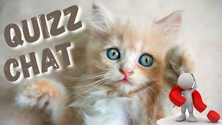 Quizz CHAT - Testez vos connaissances sur les chats avec notre Quizz facile screenshot 3