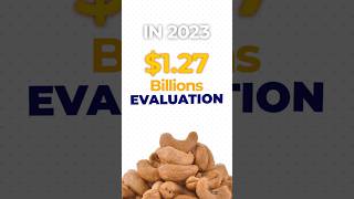 How to Export Cashews from India | Raw vs Roasted Cashews | Kaju Export Business