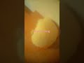 dumb song