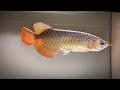 Big Lake Fish #aquariumfish #fish #ytvedio #ytviral 