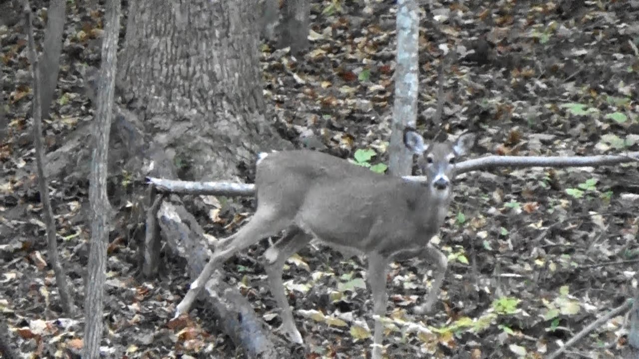 My Season Episode 3 WV Youth Rifle Hunt YouTube
