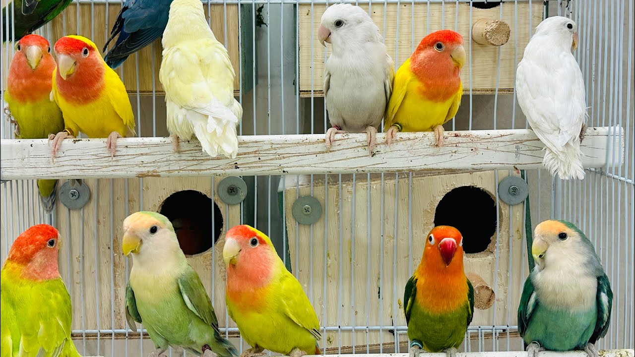 Lovebirds enhance long singing sounds