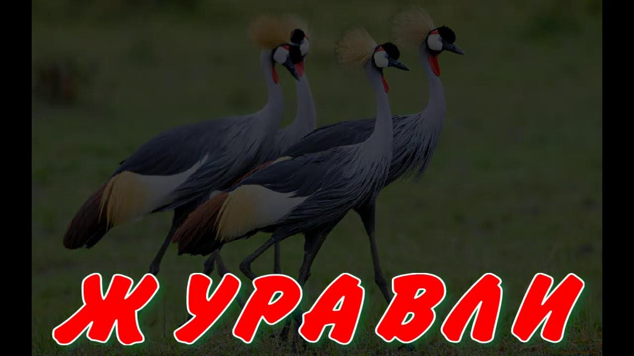 Песня далеко далеко птицы улетели. Далеко далеко далеко далеко Журавли улетели. Журавли песня.