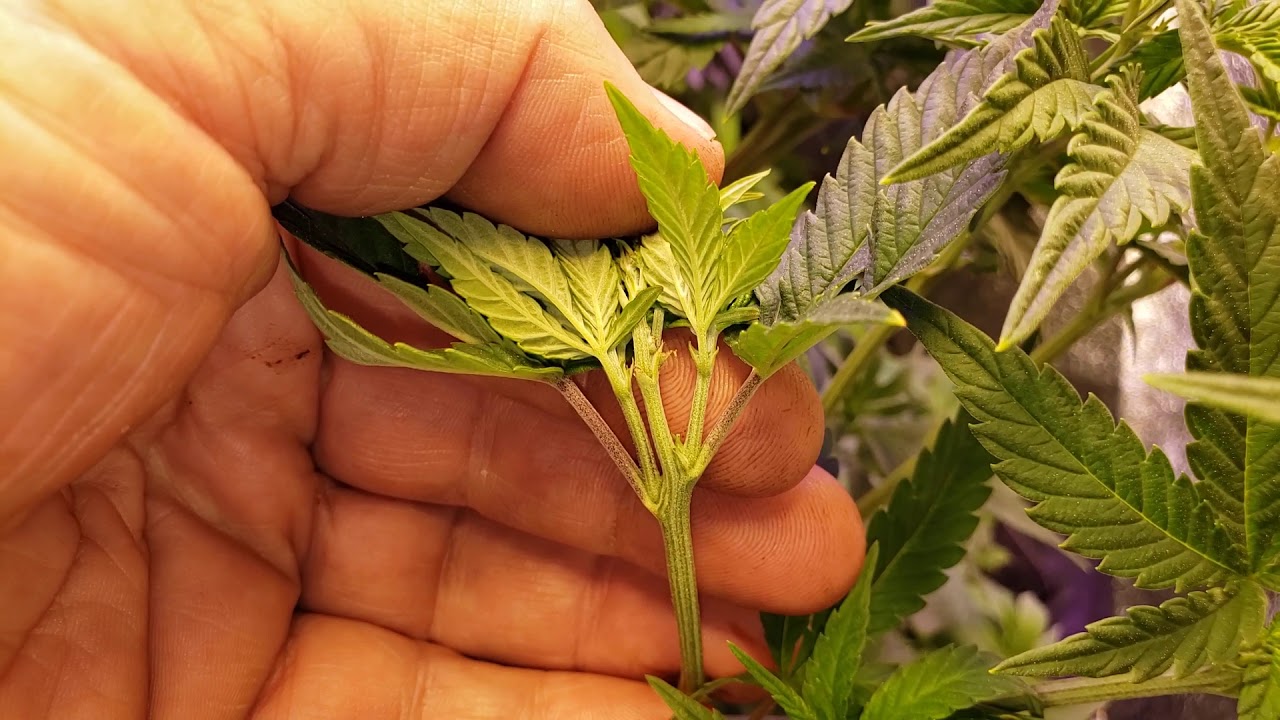 Ethos Peach Crescendo/Temple Runtz (M) Topping, bending and more with ExtremeLST and The CannaBender