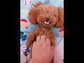 THE BEST SMILE ON THE DOG’S PLANET #short #shorts #pet #trending #viral #dog