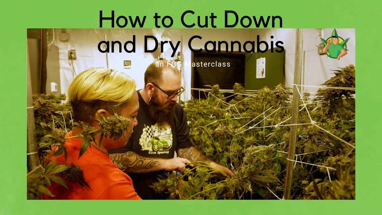 FCG Masterclass Ep 4 - How to Cut Down and Dry Cannabis