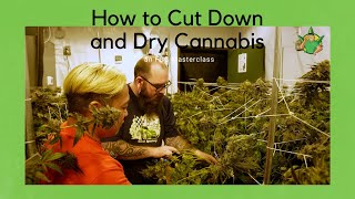 FCG Masterclass Ep 4 - How to Cut Down and Dry Cannabis Net Worth