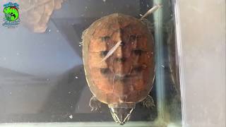 Kura Kura Mse Malayan Snail Eater Si Pemakan Siput