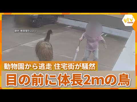 【一部始終】“巨大な鳥”捕獲劇をカメラがとらえる 約2時間に及び逃走…正体は移動動物園のエミュー 滋賀・守山市