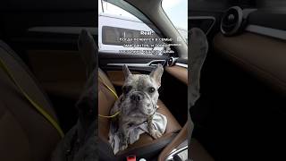 Появление в семье эмигрантов! 🐕 - «везение или фиаско, пока не понял»