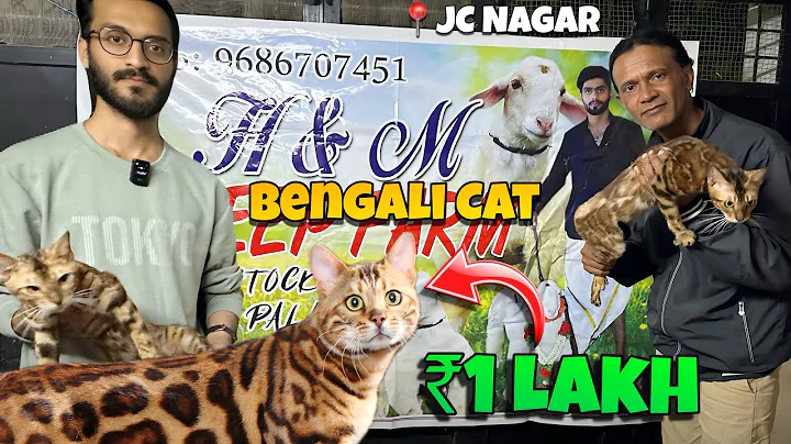 Video 11824211: maine coon cat, cat farm