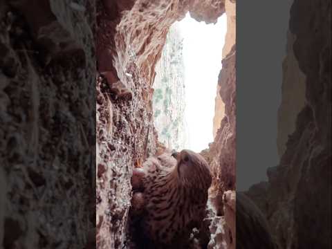 صعود نفس گیر به آشیانه شاهین دلیجه ۴ تخم در دل صخره ها