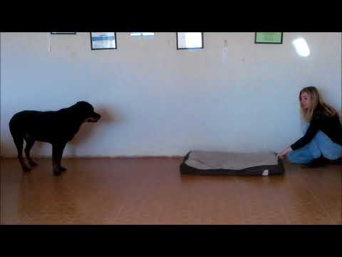 Video: Hoe Om 'n Rottweiler Op Te Lei