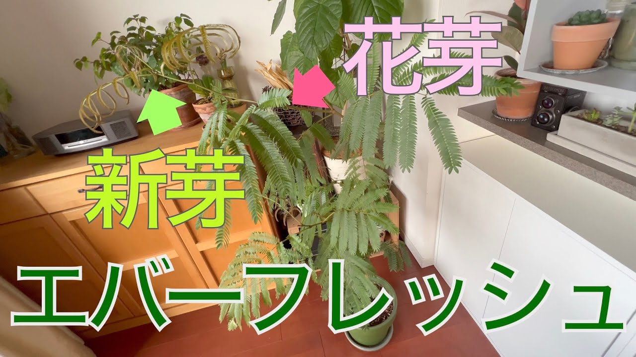 エバーフレッシュ 新芽と花芽 Youtube