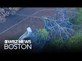 Two children, adult injured by falling tree limb in Melrose