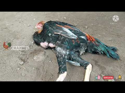 Ayam Bangkok Tiba Tiba Lumpuh