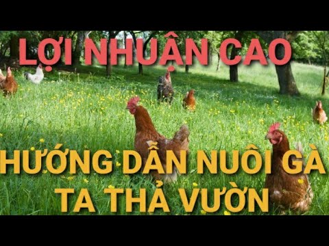 Hướng dẫn nuôi gà ta thả vườn đạt lợi nhuận cao