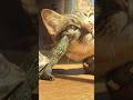 ナイショ話