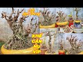 LÂM PHONG | #0902100097 | ĐẶC BIỆT KHẾ GÂN NU GIÀ LỚN ĐẸP ĐỦ DÁNG THẾ, MAI VÀNG PHÔI XÙ QUÁI.XIN MỜI