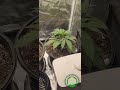Growing Cannabis Autoflowers
