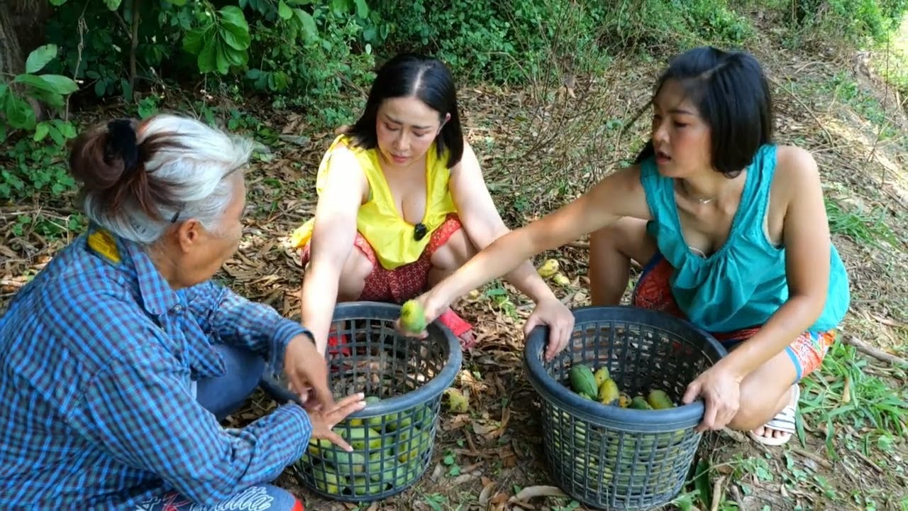 เก็บมะม่วงให้วัวกิน! ลูกสาวชาวไร่