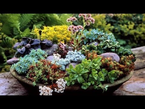 Video: Sedumi türkiissabade eest hoolitsemine – kuidas kasvatada türkiissabasid Sedum Plant