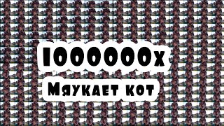 Кот мяукает в камеру миллион раз (1000000x)