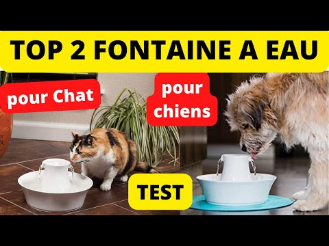 Vidéo: Comment choisir le meilleur distributeur d'eau pour chien