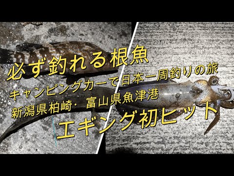 必ず釣れる根魚・エギング初ヒット（キャンピングカーで日本一周釣りの旅「新潟県柏崎・富山県魚津港」）