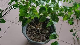 Tanam Bunga Melur semudah abc je