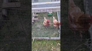 Foxes can't get into my predator proof chicken tractor! #chicken #homesteading #permaculture