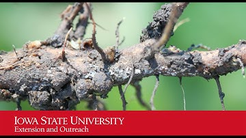 Sudden Death Syndrome In Soybeans