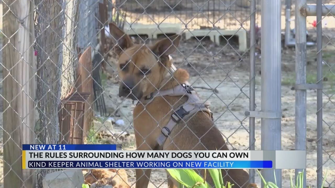 Horry County animal shelter building new facility over dog-hoarding cases
