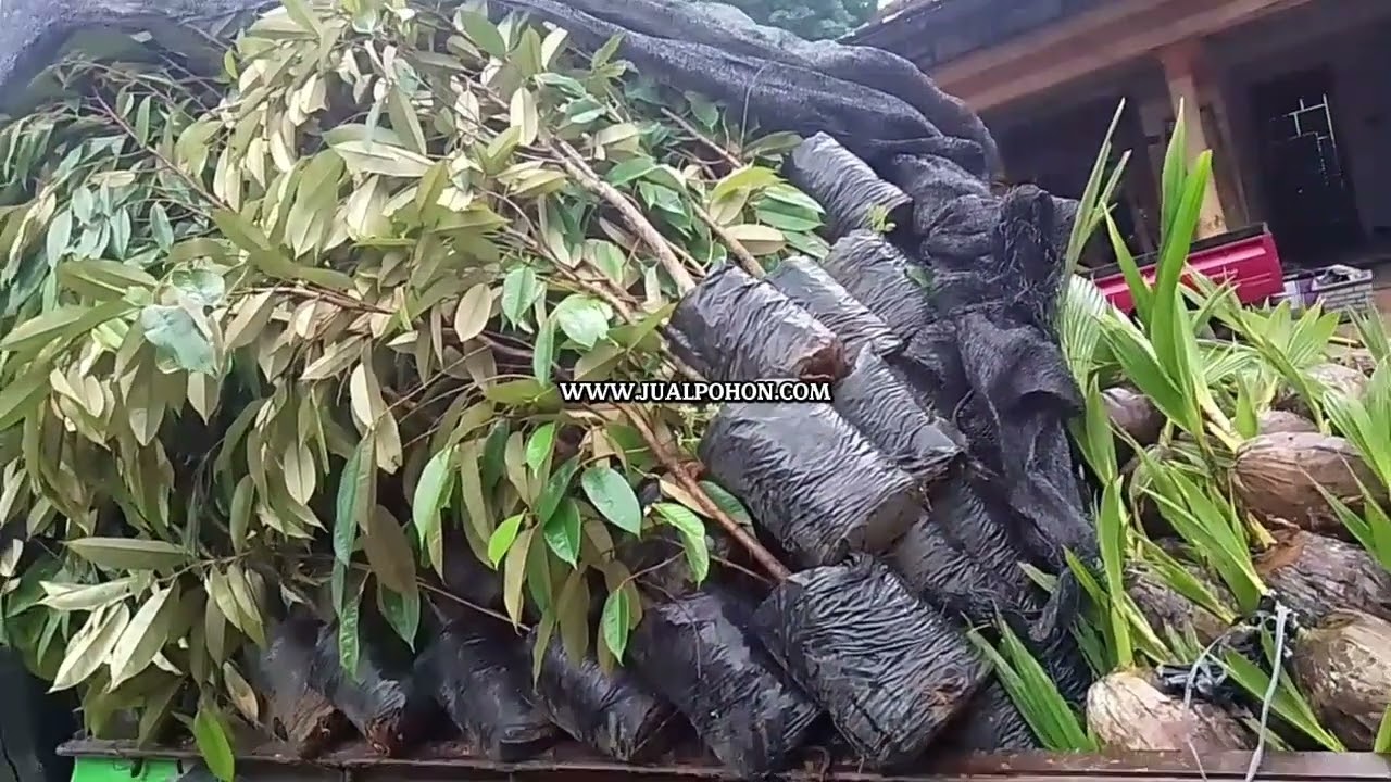 Siap Kirim !  Pohon Durian Bawor Super Genjah