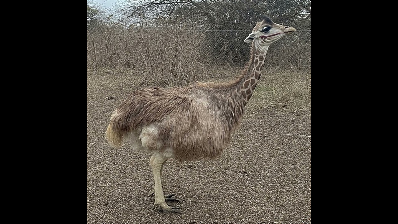 Rodeo Stampede Edit - North African Ostrich + Nubian Giraffe = Nubis North African Giraffstrich