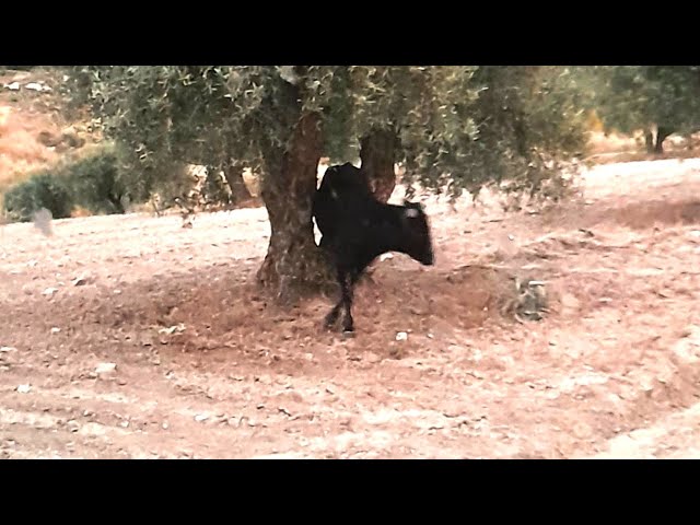 Un toro suelto siembra el pánico entre los vecinos de Torrejón de Velasco class=