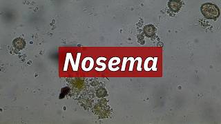 Nosema | Beekeeping Academy | Ep. 86