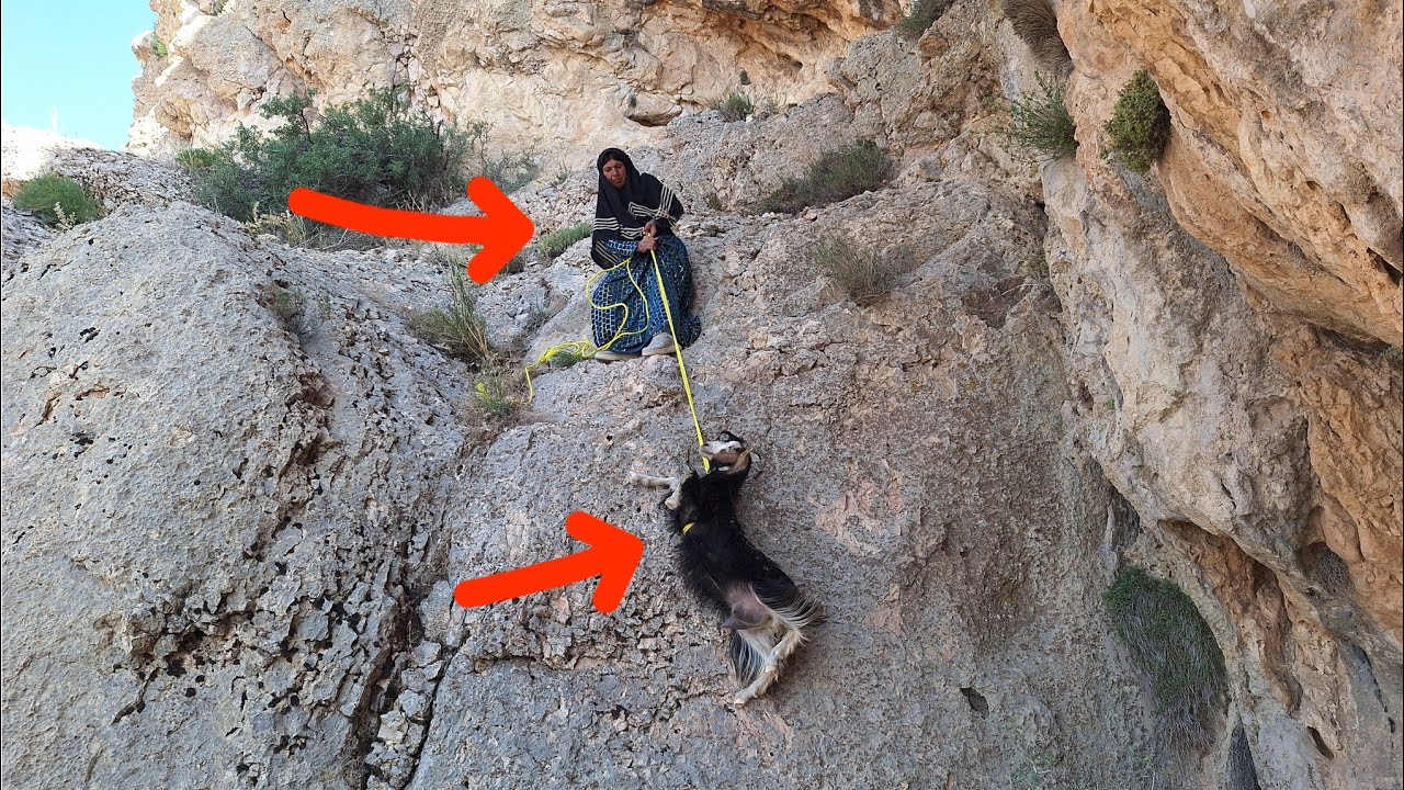 from-lost-to-rescue-by-burhan-and-fareh-the-story-of-sheep-and