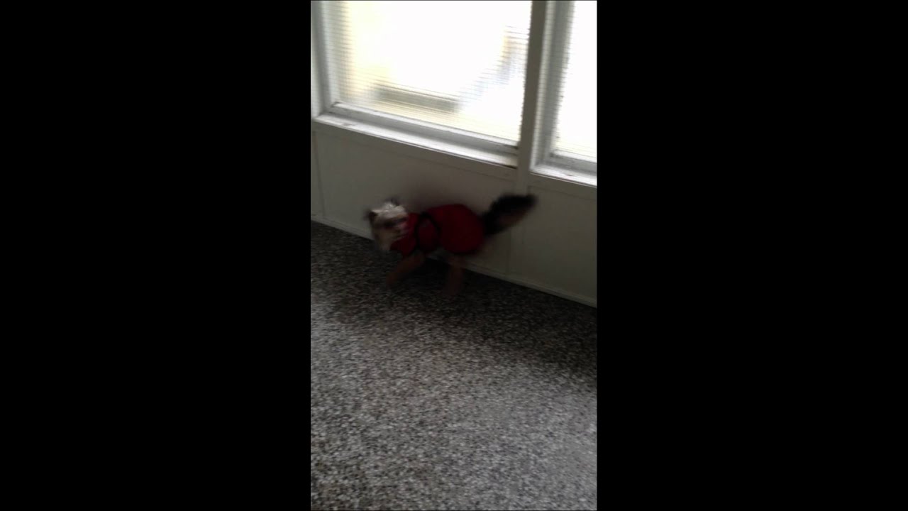 Dog rubs himself to the walls YouTube