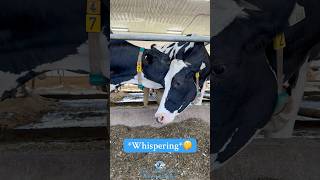 Our girls have an important message for you!🥛#dairyfarming #farming #cows #cowshorts #farm #fyp