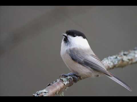 Video: Kāda Putnu Zīlīte