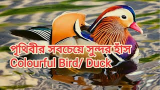 Mandarin Duck Price In Bangladesh | Mandarin Duck Facts In Bangla |