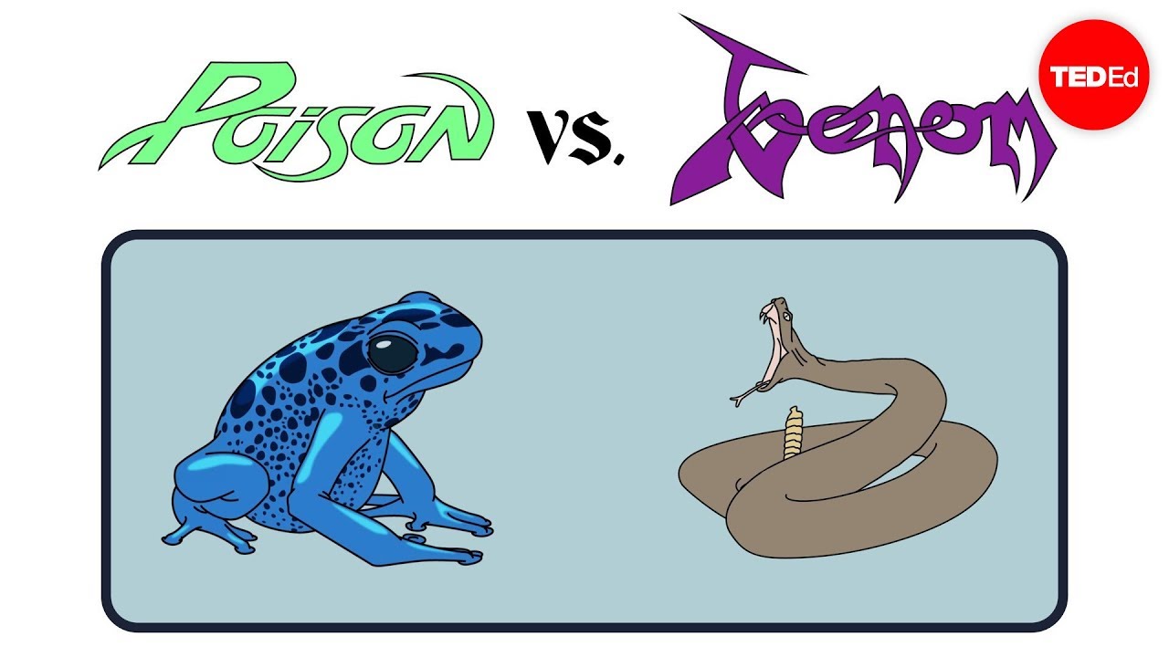 ⁣Poison vs. venom: What's the difference? - Rose Eveleth